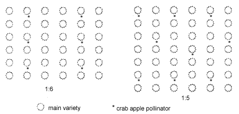 Crabapple pollinator ratio layout