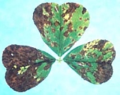 Pseudopeziza leaf spot