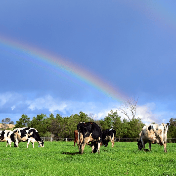 Dairy cows