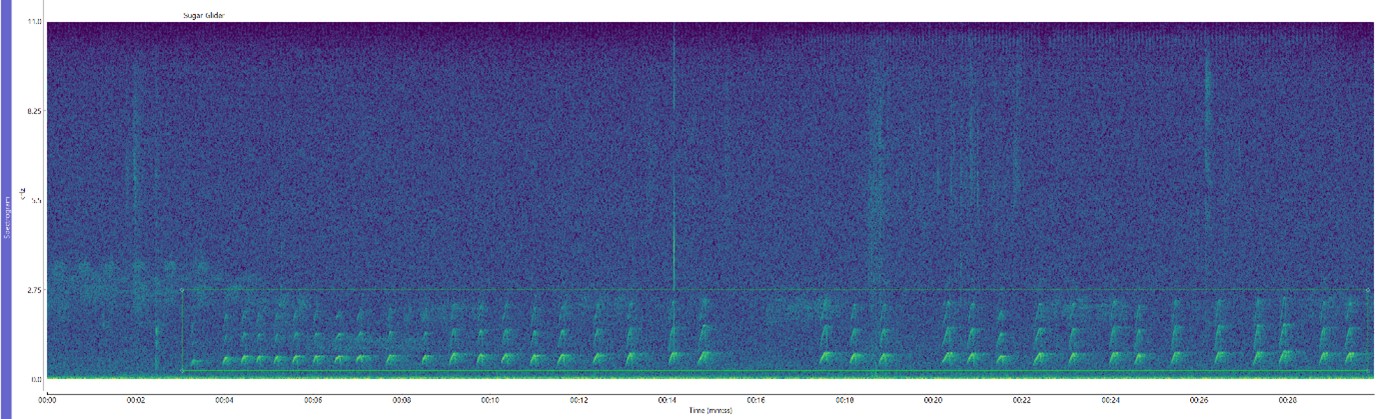 Sugar Glider spectrogram image