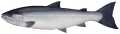 Atlantic salmon