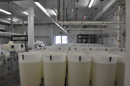 A room of full of plastic tanks for rearing the larvae
