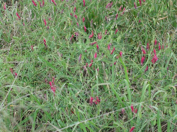 Growth habit of Namoi woolly pod vetch