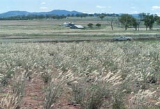 Wallaby grass