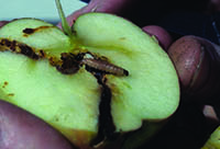 Codling moth larvae inside an apple