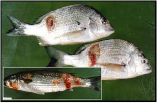 Figure 2. Bream and mullet with lesions caused by ‘redspot’ disease. This disease has been linked to acid drainage water, which causes skin damage and allows a fungus to invade the skin, causing lesions (Photo: Richard Callinan)