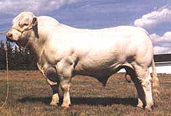 Charolais bull
