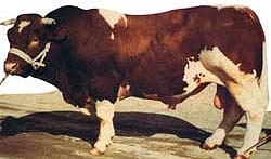 Maine-Anjou bull