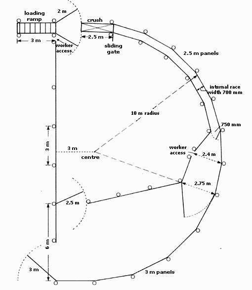 Circular cattle yard with improved stock flow