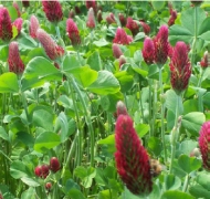 Crimson clover