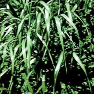 Short-term ryegrass