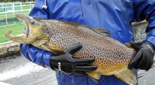 Brown Trout from display pond