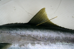 Correct pelagic tag location on a Yellowtail Kingfish