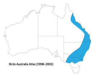 myna bird distribution