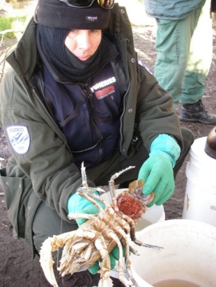 Illegally kept female Murray crayfish