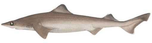Southern dogfish