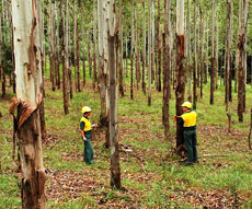 Forest research