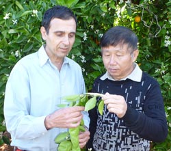 Dr Mo and Steven Falivene inspecting a gall on some new growth that has been caused by a gall wasp