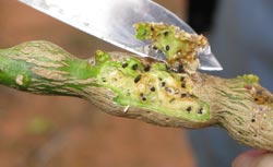 A gall that has been peeled back to show the wasps emerging