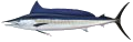 Shortbill Spearfish