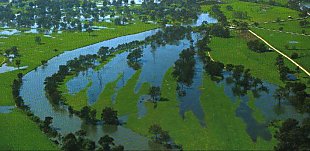 A typical floodplain swamp when flooded