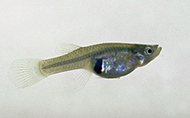 gambusia