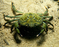 Eurpean green crab