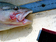 Trout cod with a mouth injury from a fishing hook