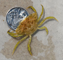 European shore crab