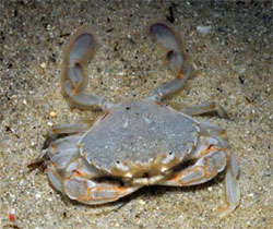 Ocean surf crab / Sand crab