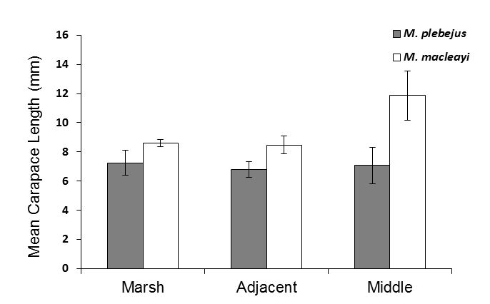 Mean carapace length (± S.E.) of Eastern king and School prawns collected from sub-tidal creek habitats (Adjacent and Middle), and Marsh habitat within the Hunter Estuary