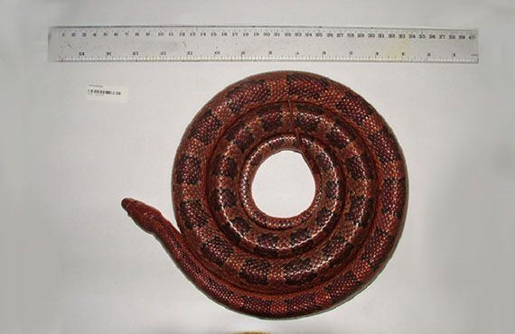 Larger American corn snake markings
