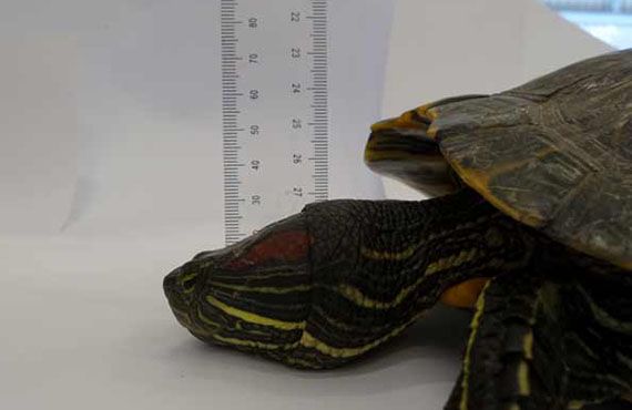 Red-eared slider turtle head