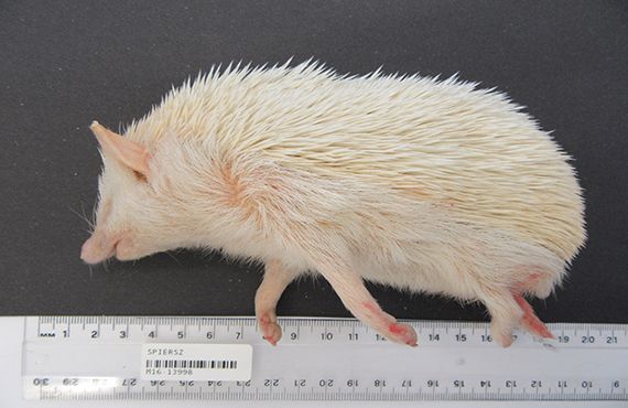 Side view of albino African hedgehog with length indicator