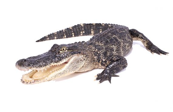 Juvenile American Alligator