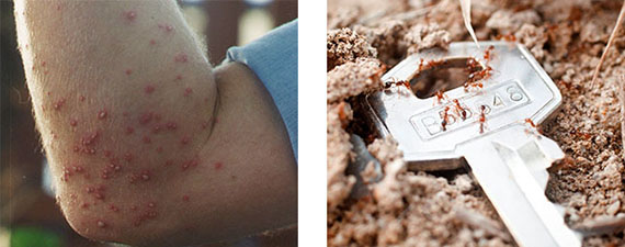 Two images combined that show the result of a fire ant bite and the other shows the size of the ants against a car key