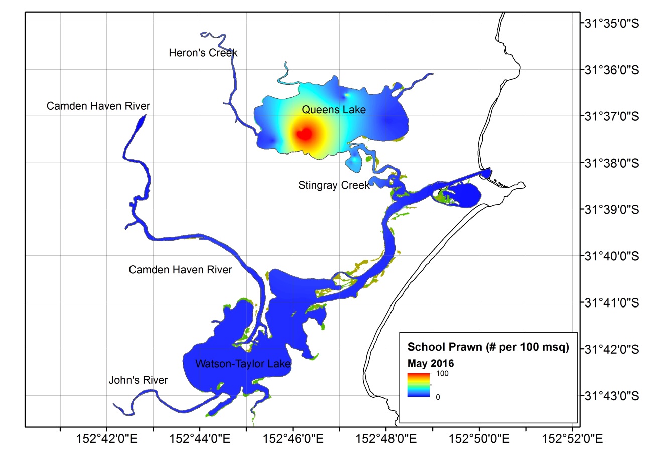 Figure 4. Heat map representing the distribution of School Prawn across the Camden Haven estuary during May 2016. This sampling event saw the lowest densities yet detected. The majority of School Prawn present were concentrated in Queens Lake. Note that c
