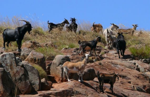 feral goats