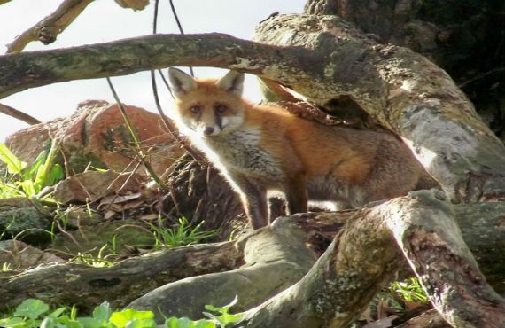 Fox standing on a fallen tree branch