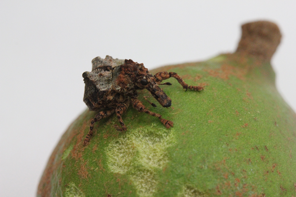 A closue up of the weevil sitting on a piece of fruit