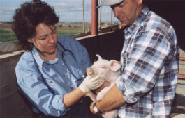 Pig receiving a vet check