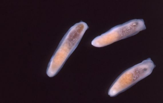 Three marine slugs (smeagol) under a light microsope reveals the internal structure of the species