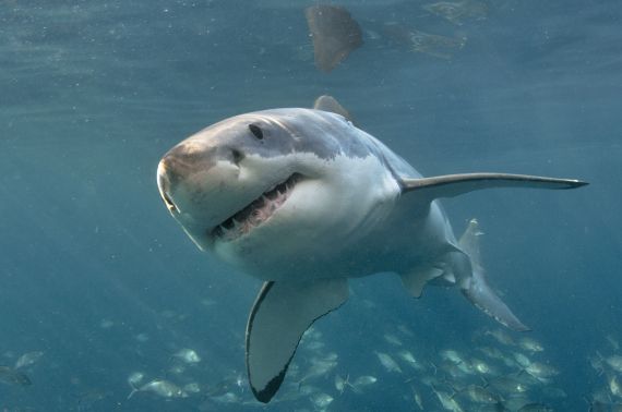 White shark swimming at the camera showing teeth 