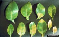 Grapefruit leaves that have yellowed especially along leaf veins