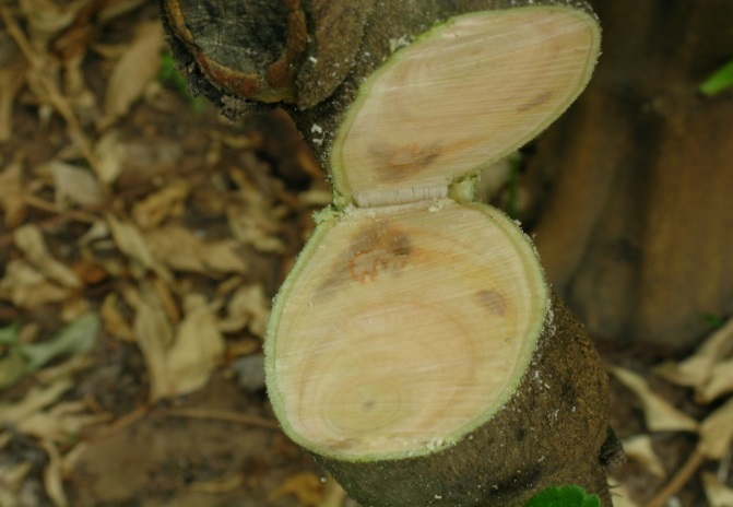 Cut trunk of a lemon tree with a browned section in the white wood