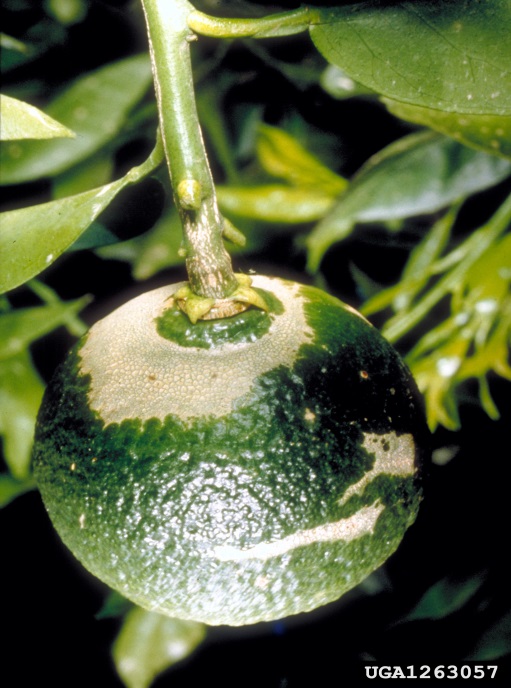 Young citrus fruit, dark green, with grey circular skin around the calyx