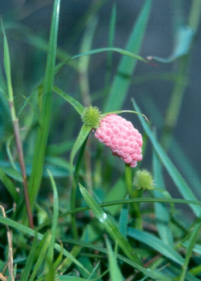 Pink egg mass on a green grass leaf