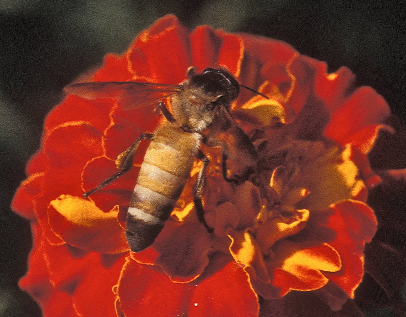 Giant honeybee on a red/orange flower
