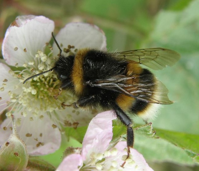 Large earth bumblebee is very fuzzy and black with 3 golden bands