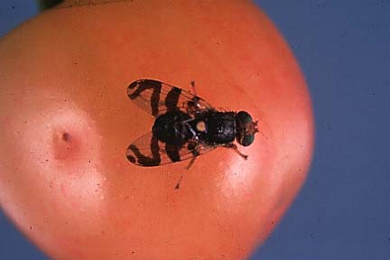 Cherry fruit with a black fly with brown mark on head